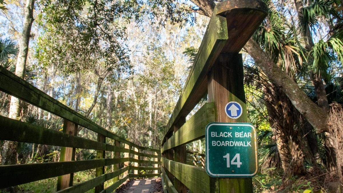 Trees hang over a boardwalk in the Black Bear Wilderness Area on Dec. 23, 2025. The seven-mile hiking trail, located in Seminole County, is a popular spot to sight the elusive Florida black bear.