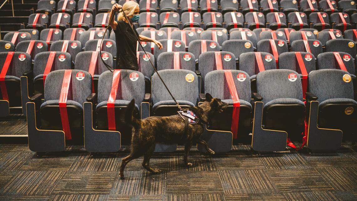 One Betta is one of four dogs being trained to sniff out COVID-19 at Florida International University.