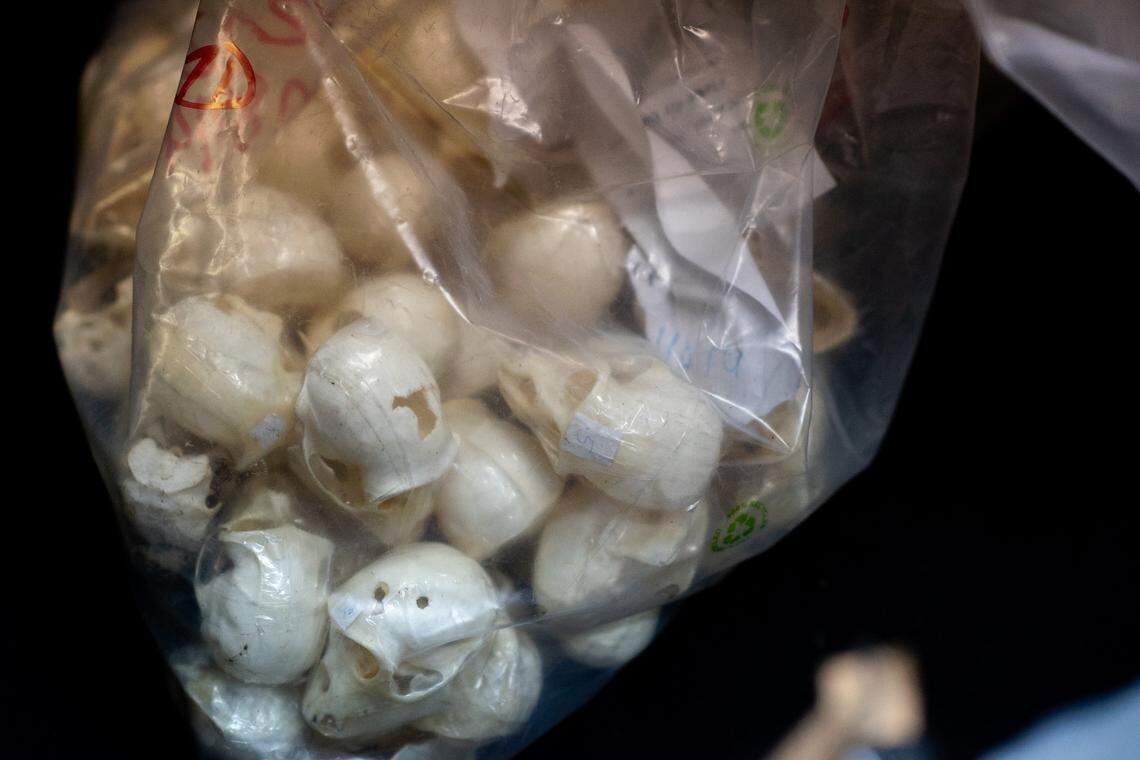 A bag of animal skulls seized by French officials.