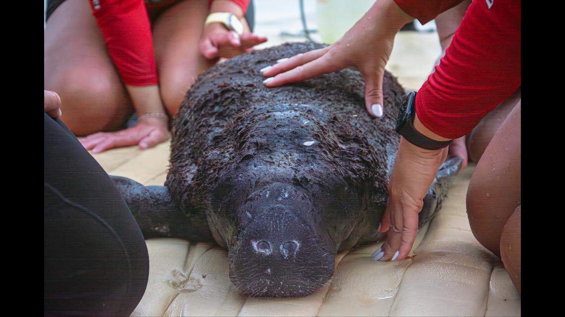 Emaciated manatee calf is rescued off Keys. Next stop: Orlando