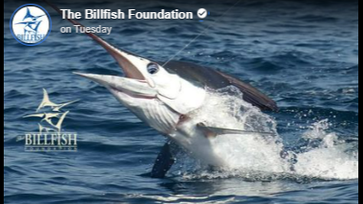 The Billfish Foundation reports a white marlin caught off Maryland had been previously caught off Africa. This is not the same fish.
