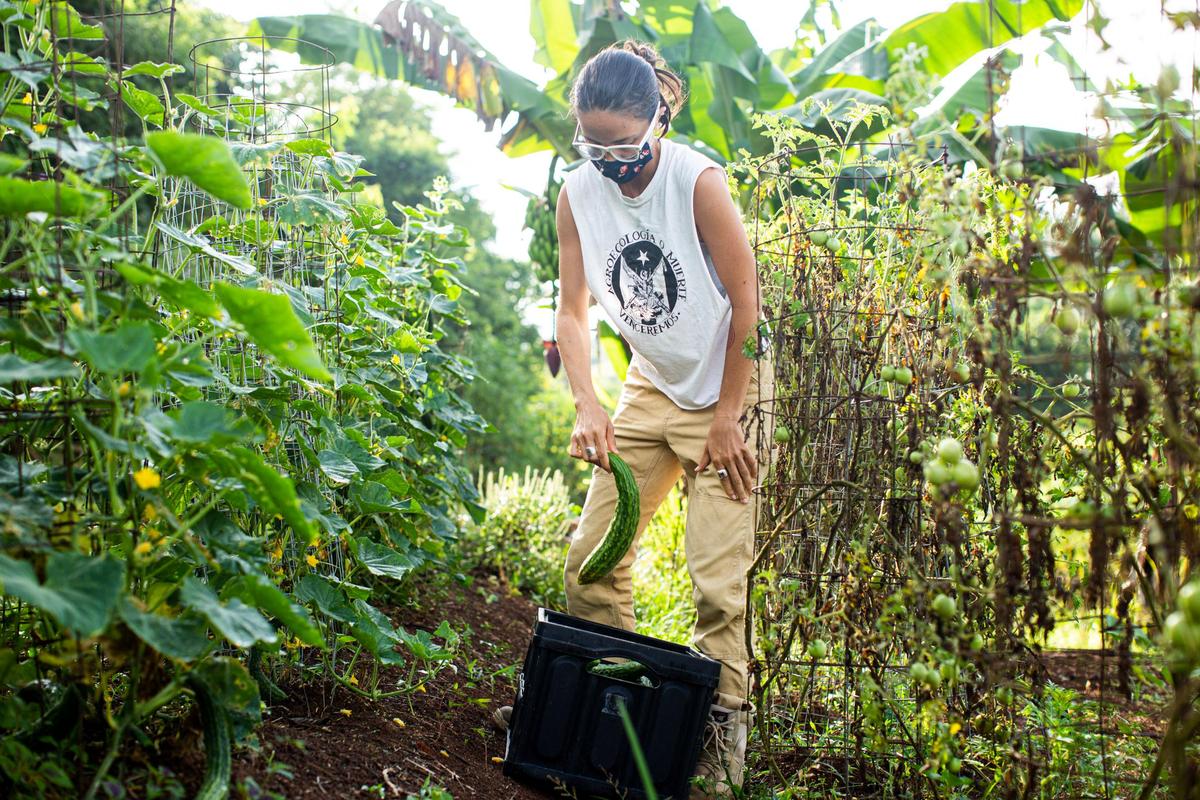 Daniella Rodriguez-Besosa, member of the board of directos of Armonia en la Montaña, harvests food at the farm in Aibonito, Puerto Rico, on September 15, 2021.