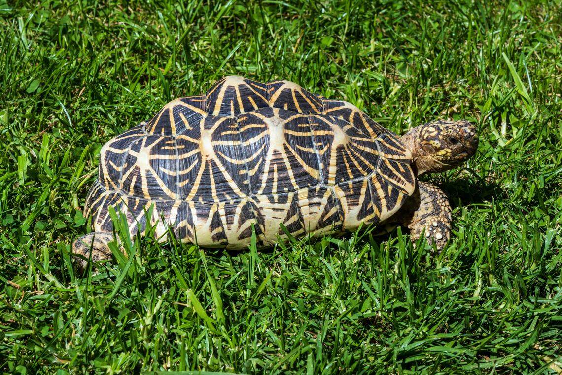 Indian star tortoises are found in the illegal pet and wildlife trade and are vulnerable.