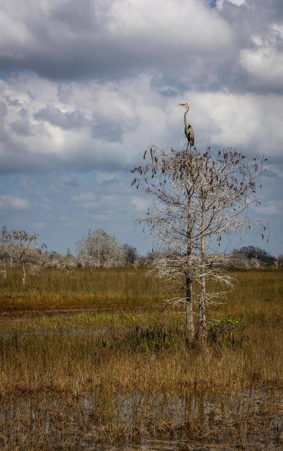 A great blue heron perches atop a cypress tree in the Florida Everglades. A massive new water storage and cleaning project promises to bring more needed water into the southern end of the Glades but there are questions whether it will be enough.
