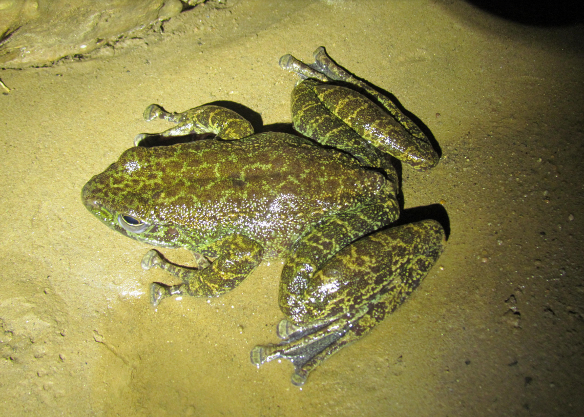 A close-up photo of the Siju cascade frog.