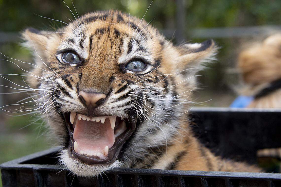 A Sumatran tiger cub was born at Zoo Miami on Jan. 5, 2021.