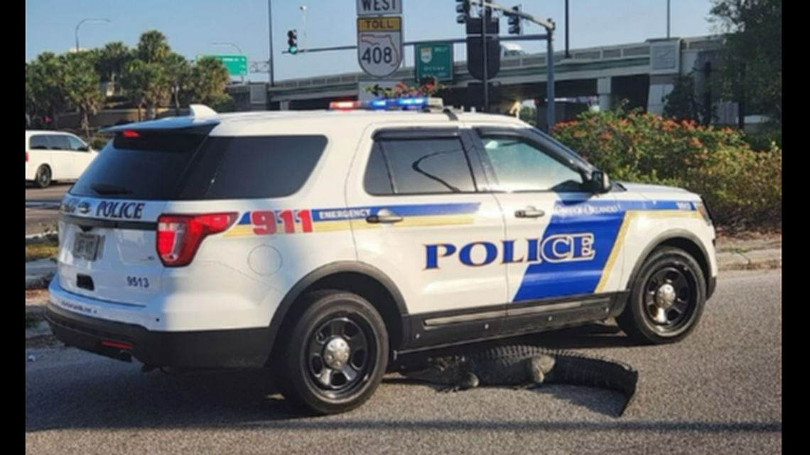 The initial 911 call came in at 7:21 a.m. on Wednesday, May 8, when someone reported an alligator “on the road near John Young Parkway and Church Street,” Orlando police told McClatchy News.