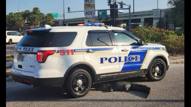 The initial 911 call came in at 7:21 a.m. on Wednesday, May 8, when someone reported an alligator “on the road near John Young Parkway and Church Street,” Orlando police told McClatchy News.