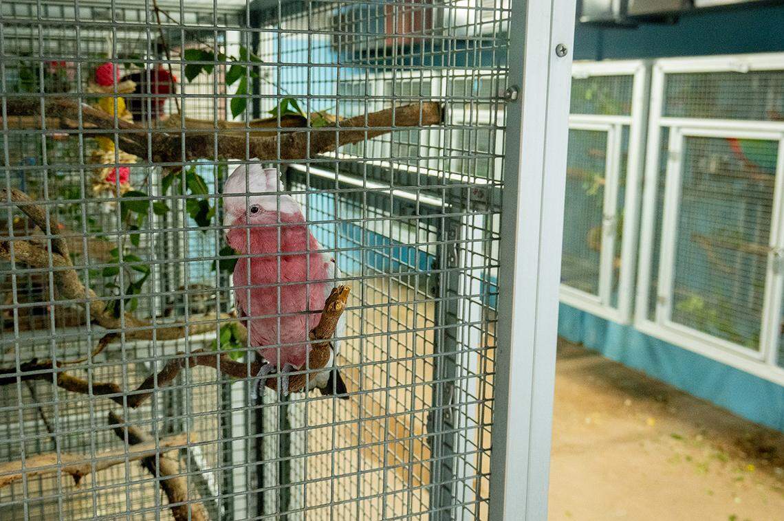 A heated bird room offers warmth for some of Zoo Miami’s birds inside heated enclosure at Zoo Miami on Friday, Jan. 30, 2026. Zookeepers at the Miami-Dade attraction spent part of the day protecting some of its vulnerable animals from the coming drops of temperatures into the 30s on Sunday and Monday