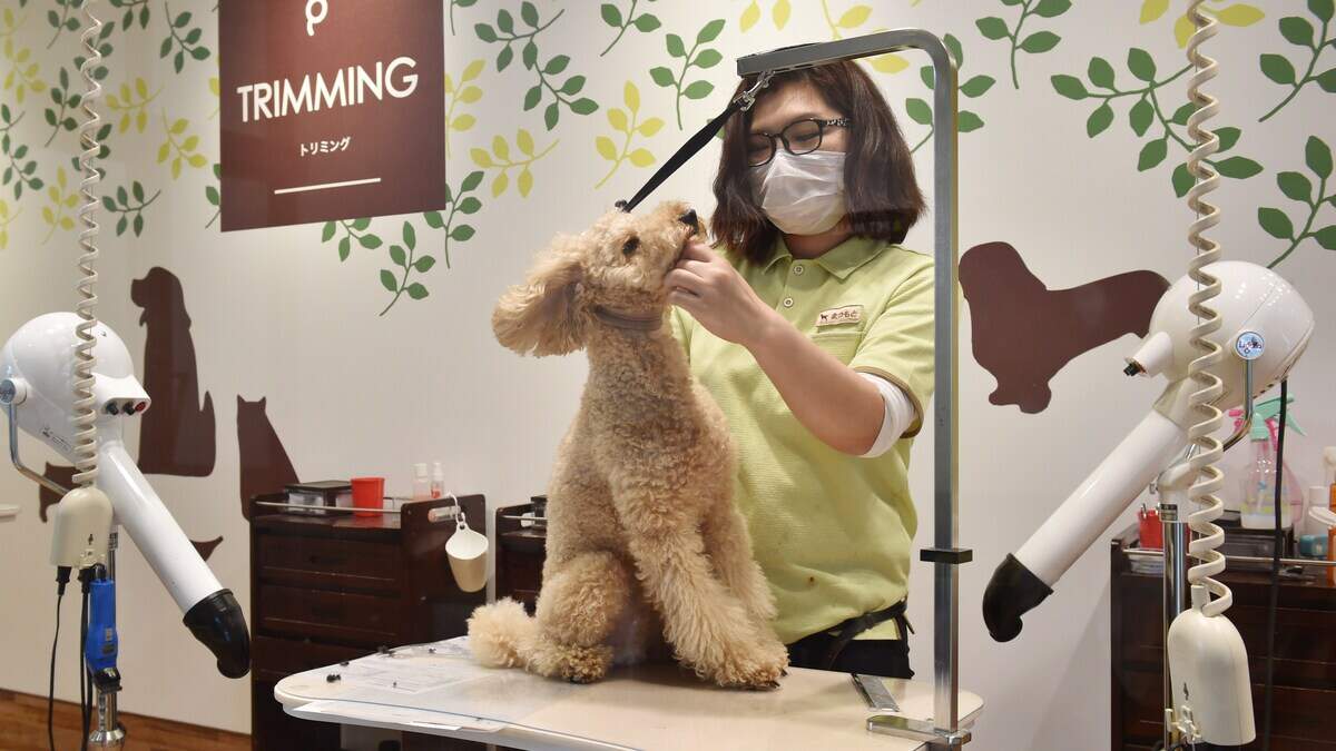mobile dog grooming services dog groomer