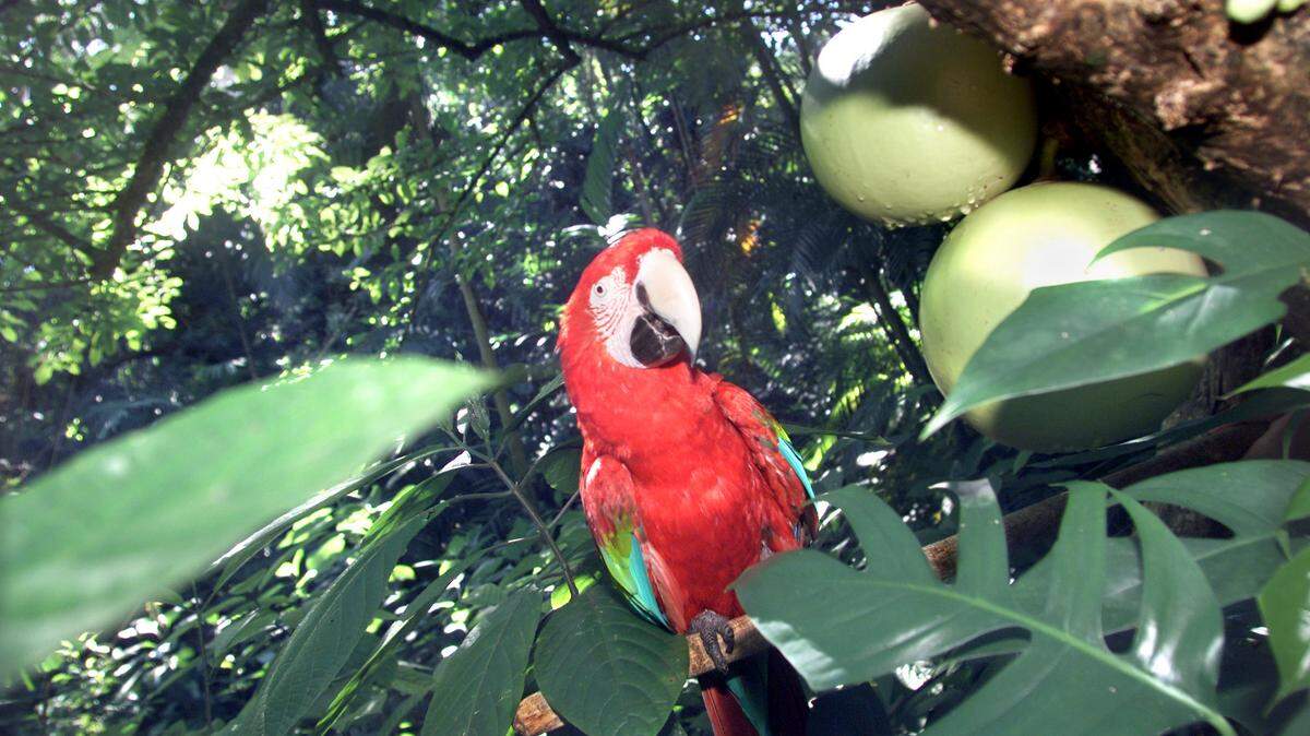 In this file photo from Aug. 21, 2002, ”Bert,” a green-winged macaw looks out from near some calabash fruit on a tree near the entrance to the former Parrot Jungle attraction in Pinecrest. That venue is now Pinecrest Gardens.