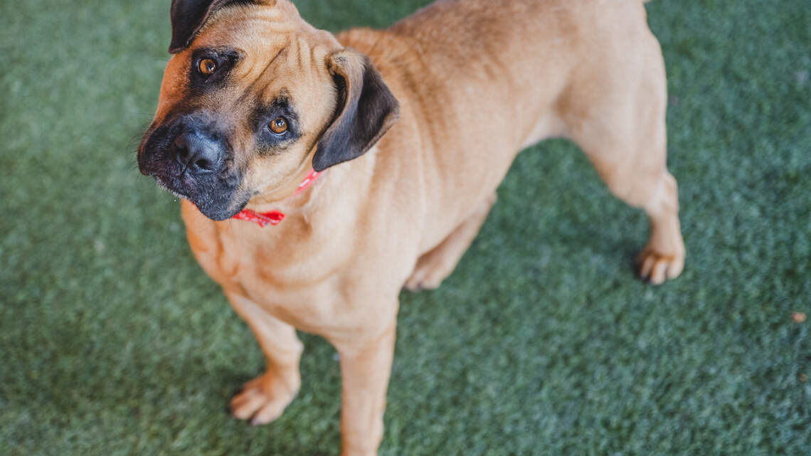 Looking for a pet to adopt?  Here’s what Miami-Dade’s shelter managers say about these dogs