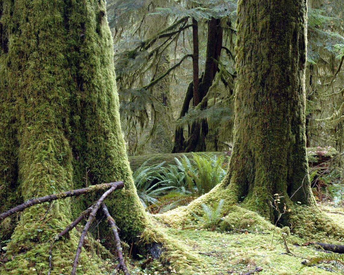 The Hoh Rain Forest in the Olympic National Park.