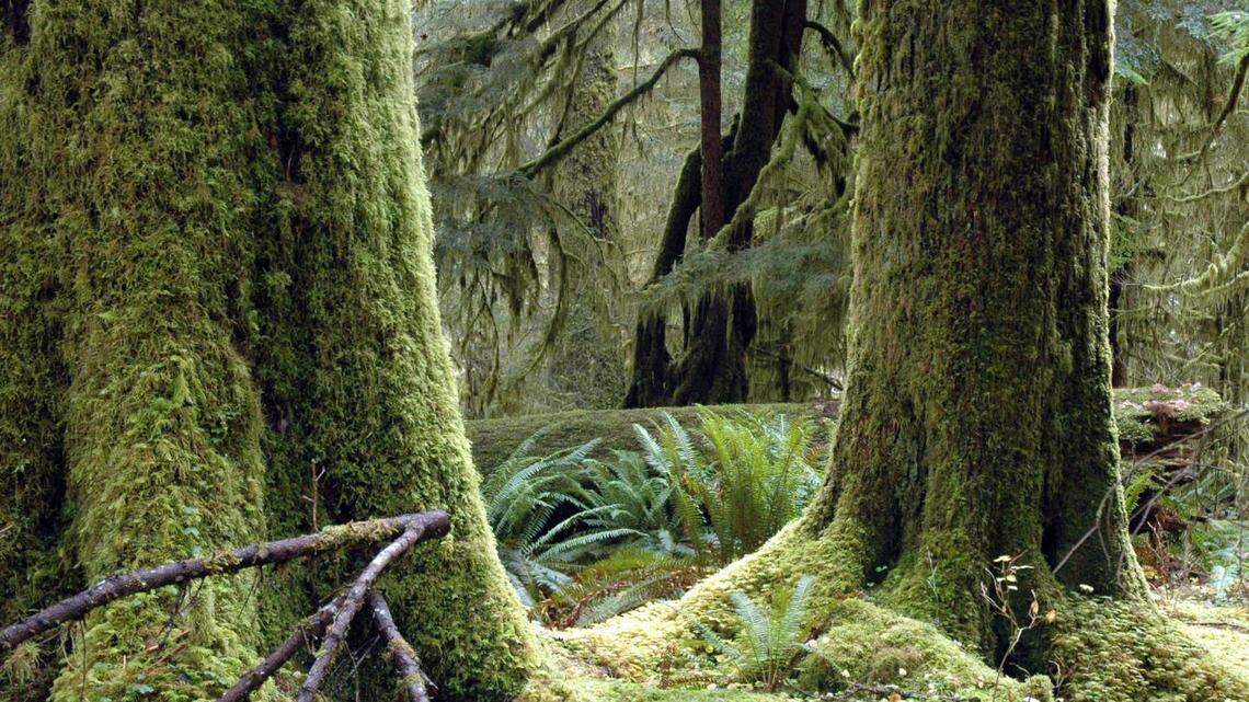 The Hoh Rain Forest in the Olympic National Park, which for years held the distinction as one of the quietest places in the world, is plagued with noise pollution from military aircraft, a University of Washington study finds.