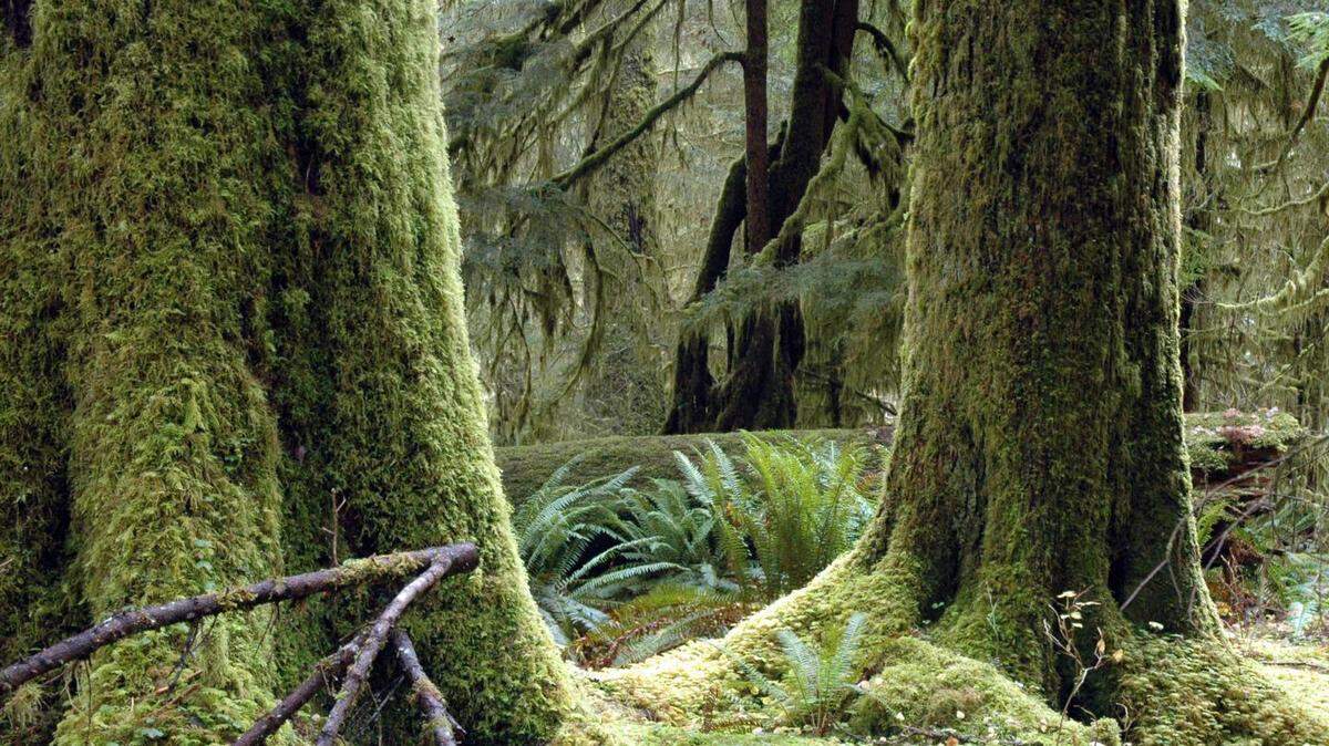 The Hoh Rain Forest in the Olympic National Park, which for years held the distinction as one of the quietest places in the world, is plagued with noise pollution from military aircraft, a University of Washington study finds.