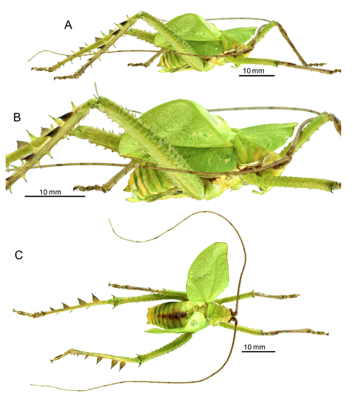 The new species was named for the spines and metallic sheen on the back legs, researchers said.