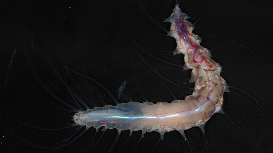 polychaete worm species glass sponge