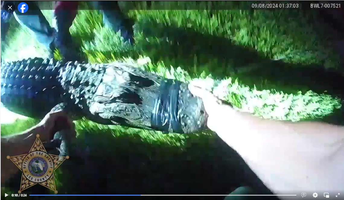 One Lee County deputy had the risky job of holding the alligator’s snout as it was put into a truck, video shows.