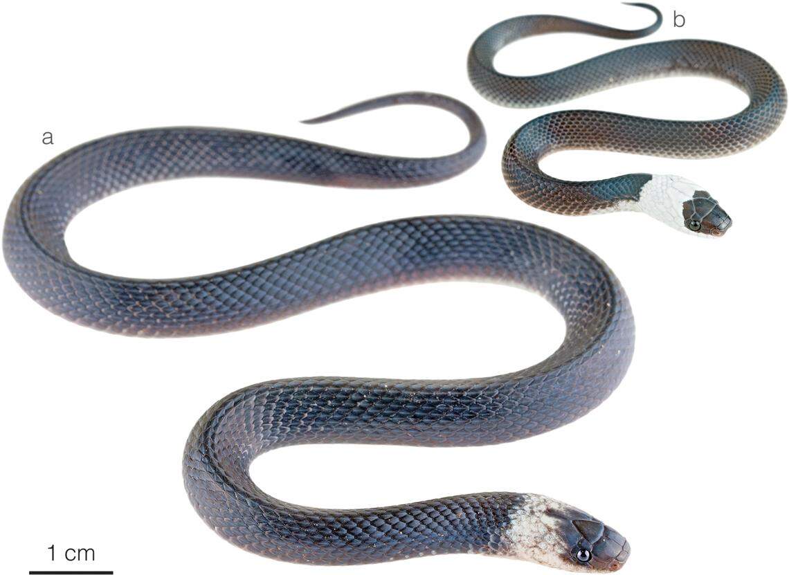 Two more Ninia guytudori, or Tudor’s coffee snakes.