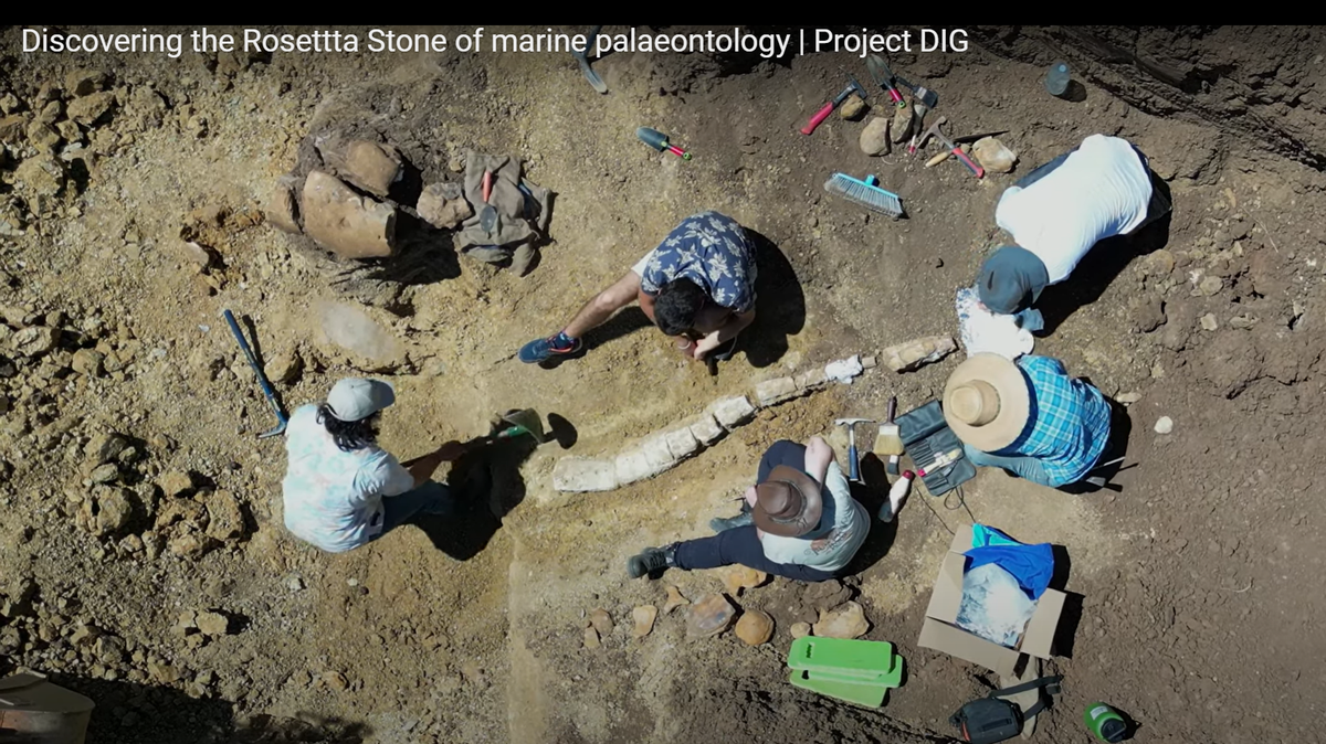 Paleontologists unearthed a first of its kind fossil from 100 million years ago, the Queensland Museum said.