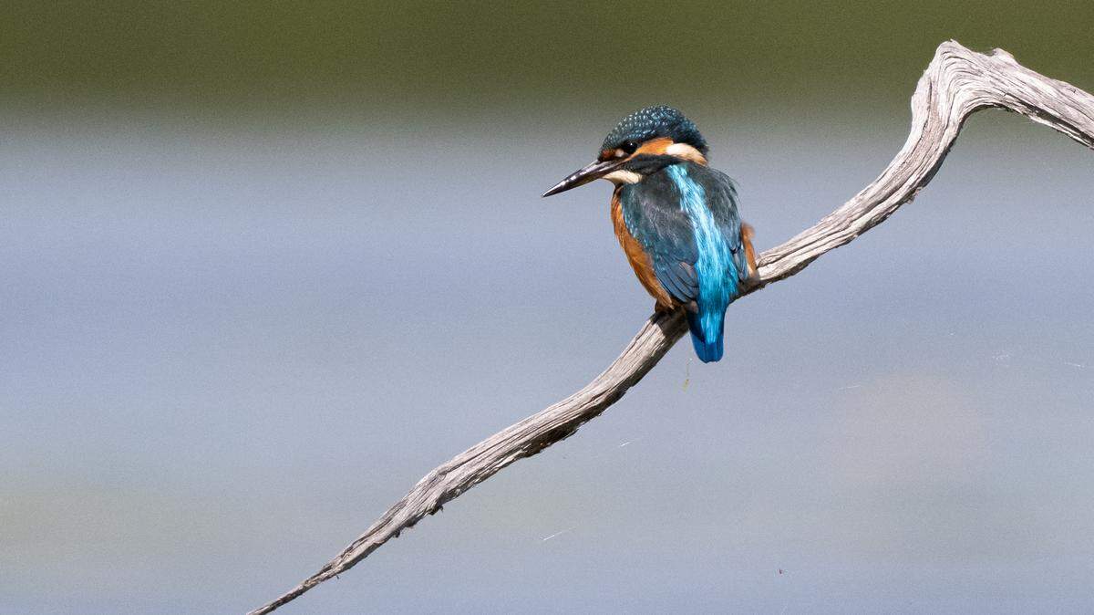 This photograph shows a Common kingfisher sitting on a branch in a swamp near Fontenay-le-Vicomte, on August 3, 2025. (Photo by Martin LELIEVRE / AFP) (Photo by MARTIN LELIEVRE/AFP via Getty Images)