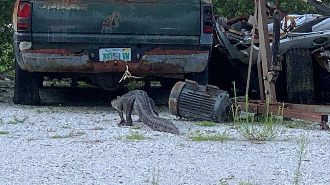 An employee of the Charlotte County Sheriff’s Office in Florida saw a strange foot under a door, leading to the discovery of an alligator was hiding on government property.