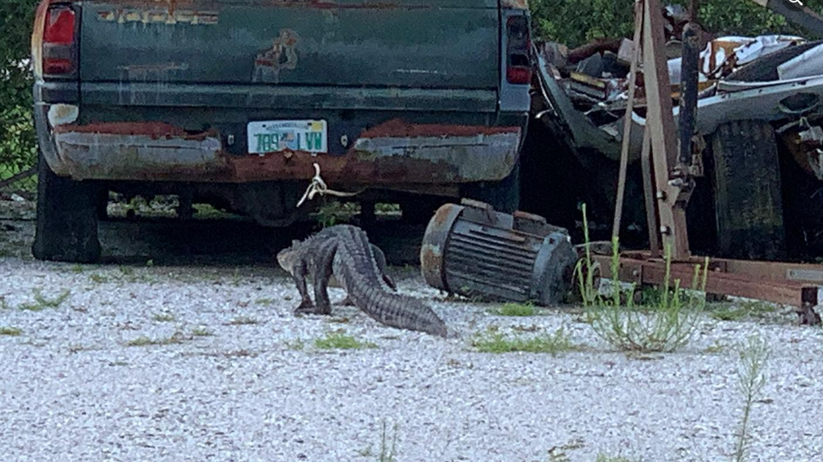 An employee of the Charlotte County Sheriff’s Office in Florida saw a strange foot under a door, leading to the discovery of an alligator was hiding on government property.