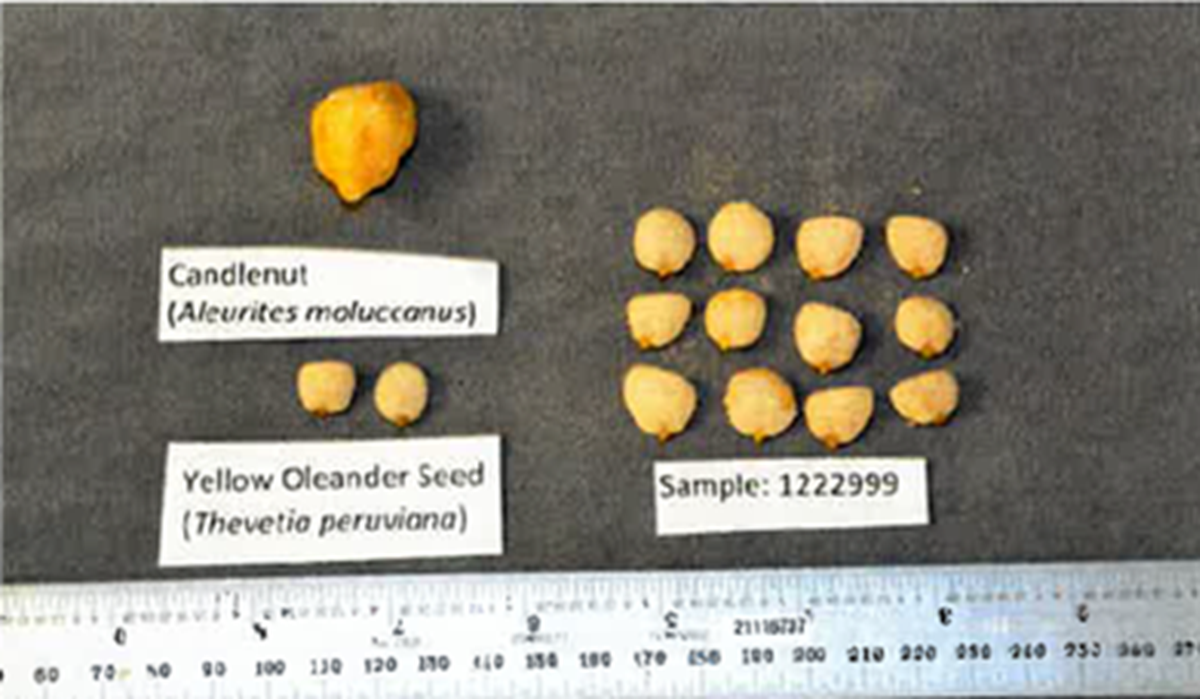 The FDA shows a comparison between the Nut Diet Max “India seeds” sampled, actual Nuez de la India seeds aka candlenut seeds and yellow oleander seeds.