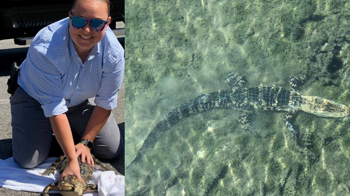Officer Megan Feliciani poses after capturing the alligator (left). The alligator after it was released into the wild (right).