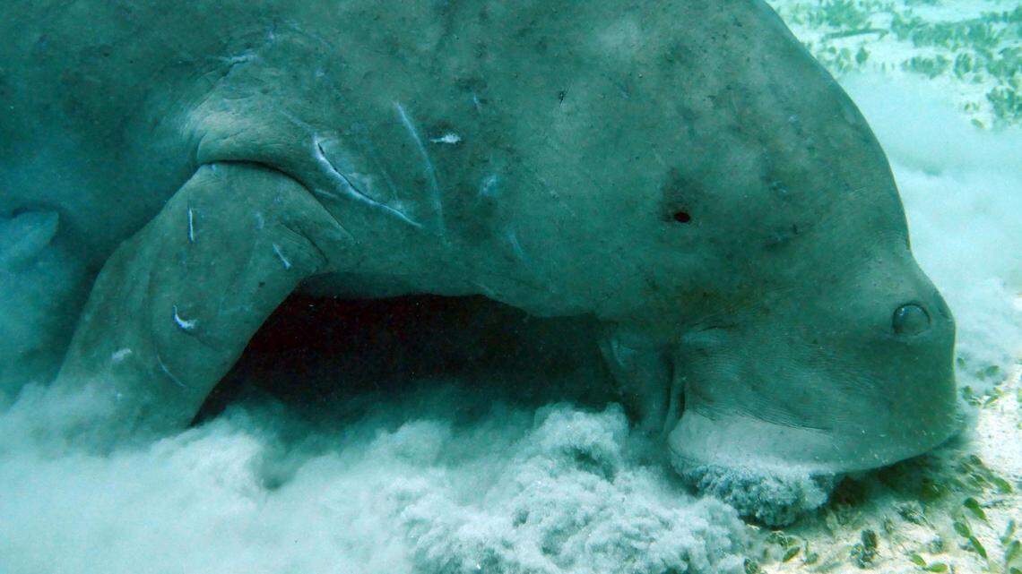 “Rare sightings” of a “displaced” dugong, or sea cow, living in the Tweed River prompted a warning from officials to boaters to be careful.
