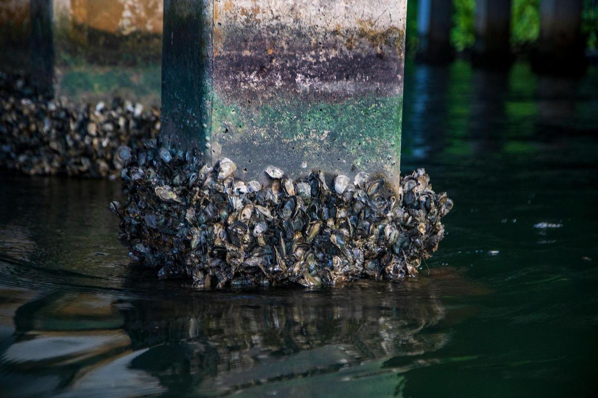 Detail of Eastern Oysters growing on bridge piling seen in the Coral Gables waterways during a kayak tour with Alberto “Tico” Aran, Founder of the Watershed Action Lab, who leads the Native Oyster Restoration Project to Biscayne Bay to improve the quality of the water entering Biscayne Bay as a tool to mitigate algal blooms on Friday October 8, 2021