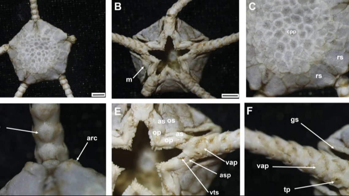 Scientists said the deep-sea species is creamy white.