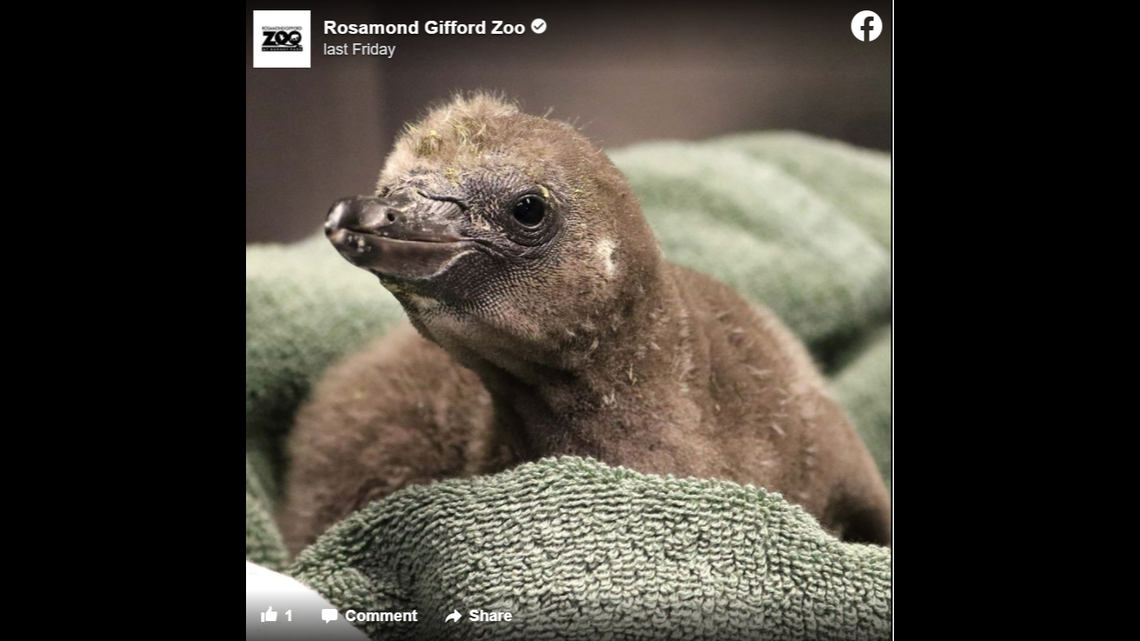 Two male Humboldt penguins successfully incubated and hatched an egg at Rosamond Gifford Zoo in New York.