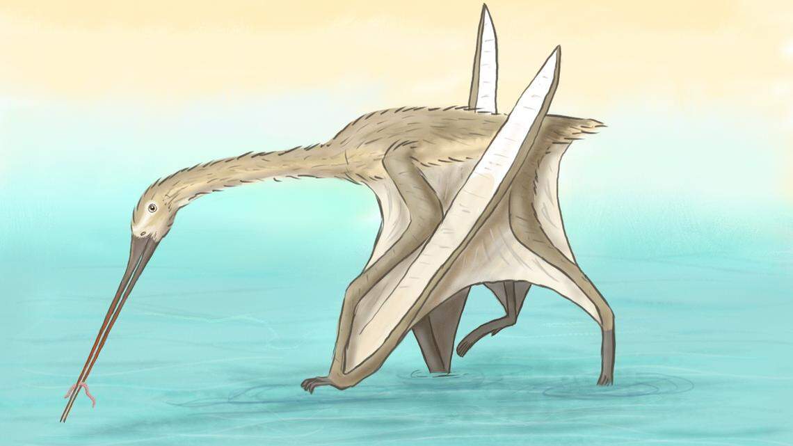 This is an artist’s impression of what the Leptostomia begaaensis winged-reptile may have looked like, according to experts.