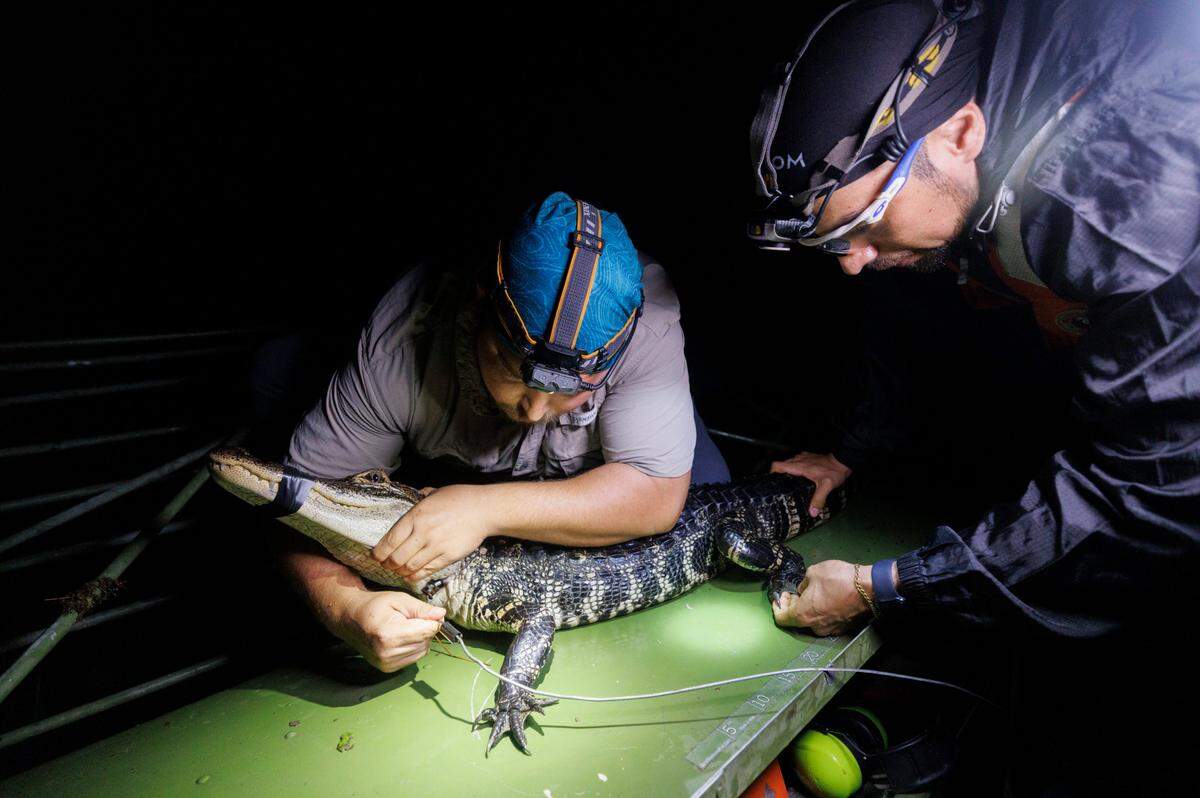 Kevin Olejniczak, wildlife technician, left, holds an American alligator while Sergio Balaguera-Reina, research scientist studying conservation biology, collects data during a research survey with the University of Florida Croc Docs team Thursday, Nov. 7, 2024, in Everglades National Park. The alligators health is a good indicator of the health of the Everglades.