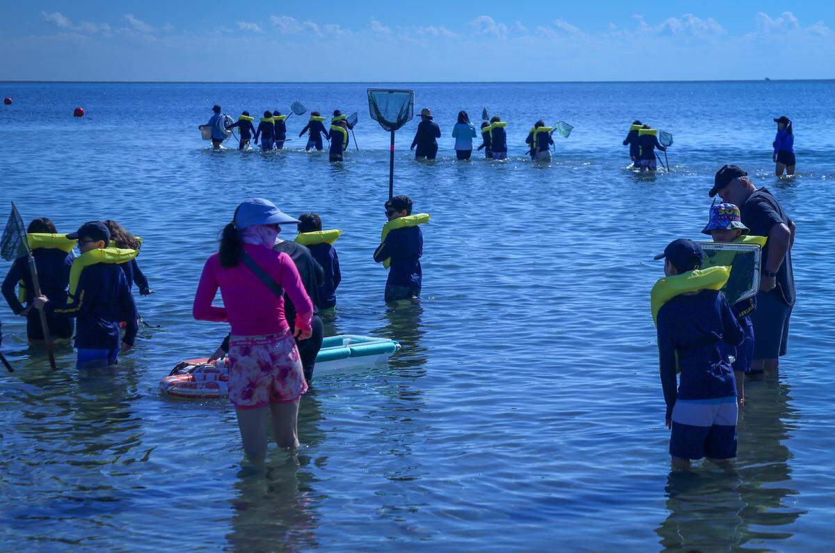 Pinecrest Elementary students head out to the ocean during low tide for the “Sea Grass Adventure” along with naturalists and volunteers to learn about aquatic life living in the sea grass on Monday, November 17, 2025, at Marjory Stoneman Douglas Biscayne Nature Center in Key Biscayne, Florida.