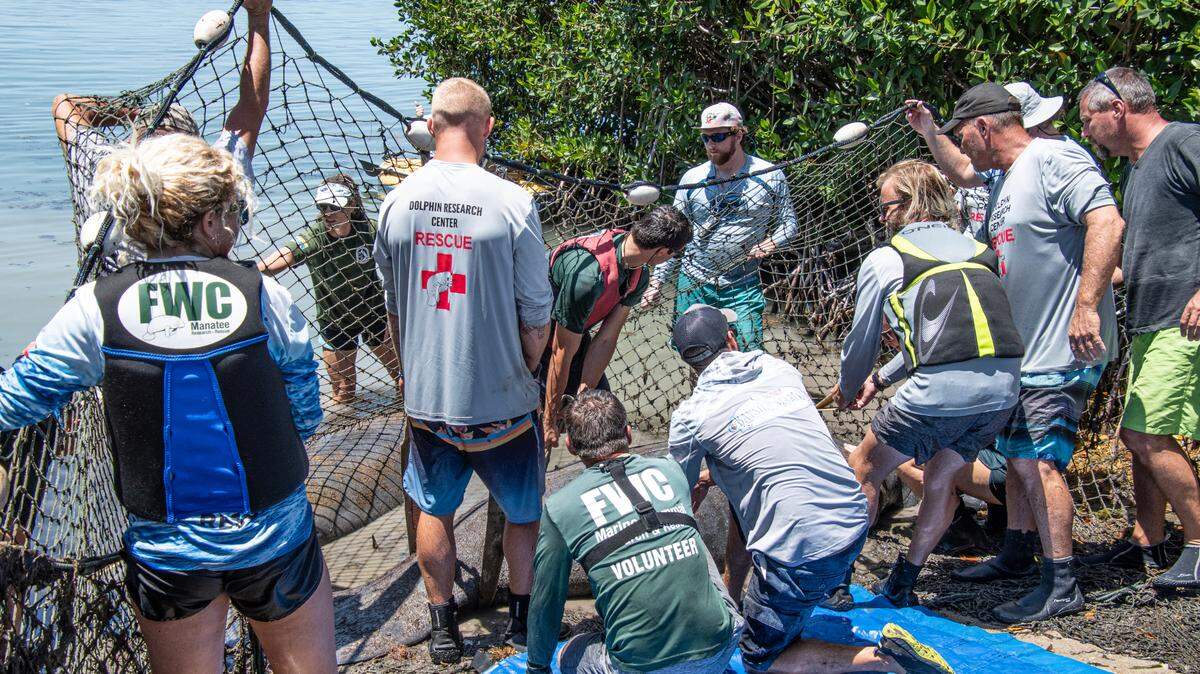 Marine mammal rescuers tend to an injured manatee they just corralled to shore in Islamorada in the Florida Keys Monday, May 1, 2023.