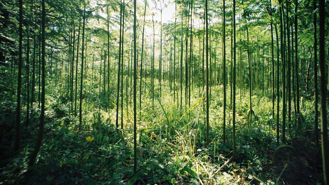 Scientists in Guiyang City found a hairy, eight-eyed animal foraging in the leaves and discovered a new species, a study said. Photo shows a representative bamboo forest.