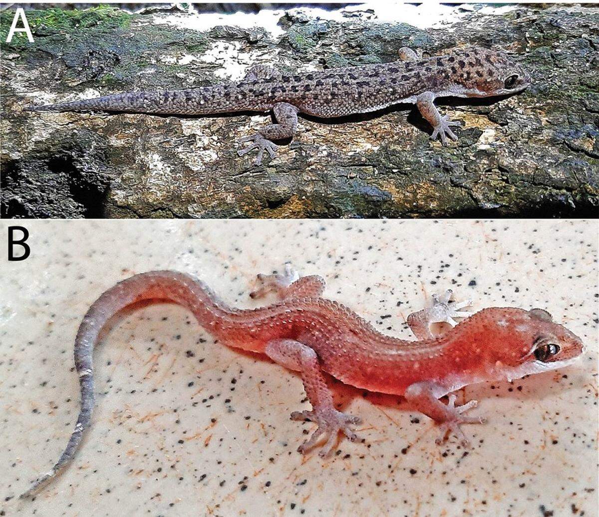 An adult male (top) and adult female (bottom) specimen of Dixonius fulbrighti, or Fullbright leaf-toed gecko.