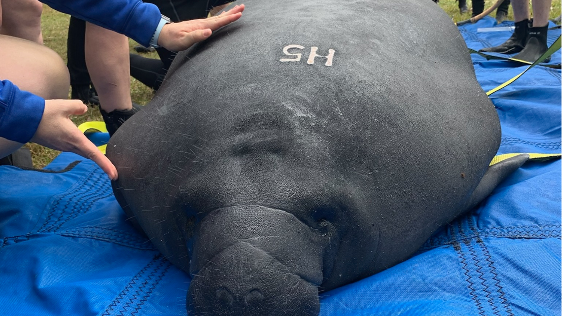 The manatees traveled from the Cincinnati Zoo back to their native waters in Florida.