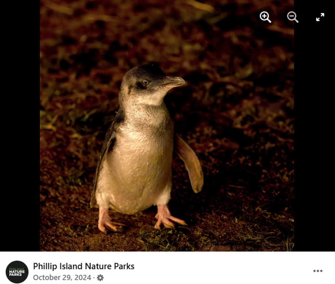 Little penguins have blue and white feathers instead of the famous black and white bodies of most penguins.
