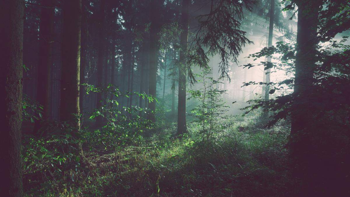 A metal detectorist looking for war relics in a Poland forest instead found artifacts that are much older.