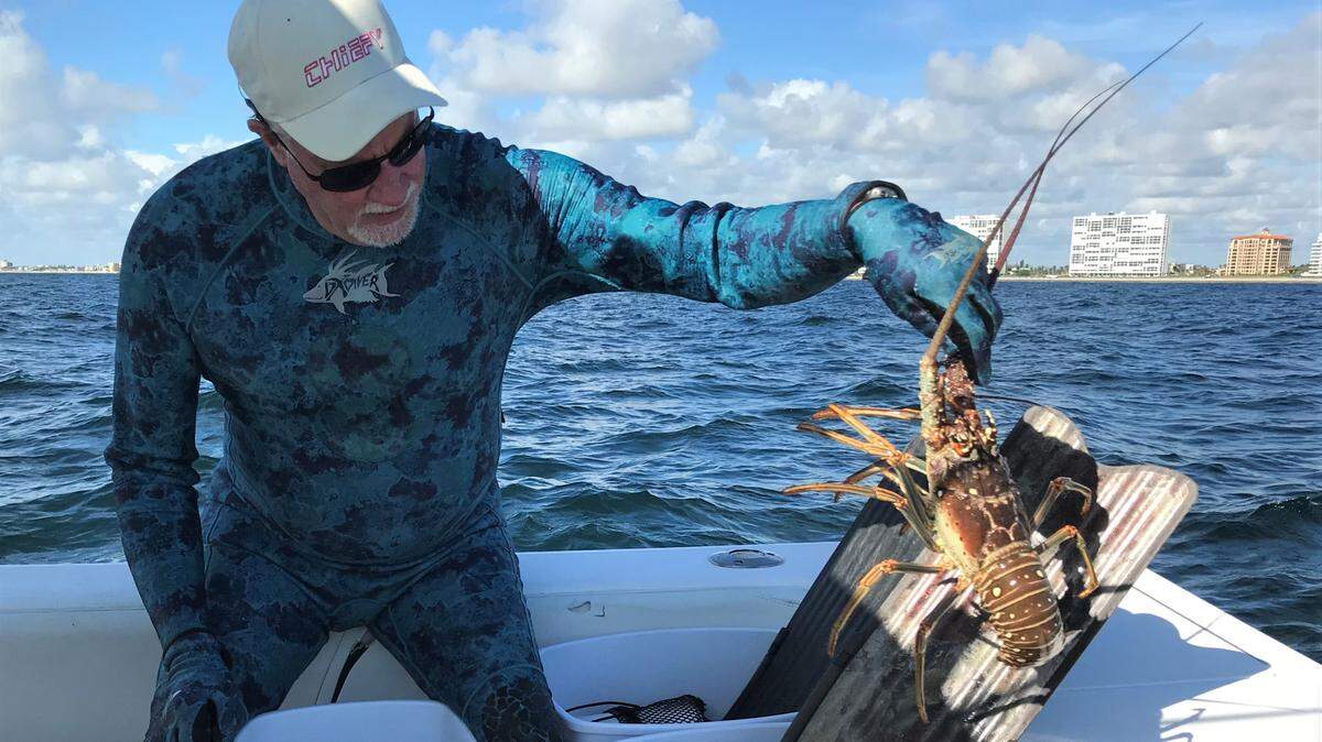 Jim “Chiefy” Mathie puts a lobster into his boat’s livewell after he and his crew caught their limit while diving off Boca Raton.