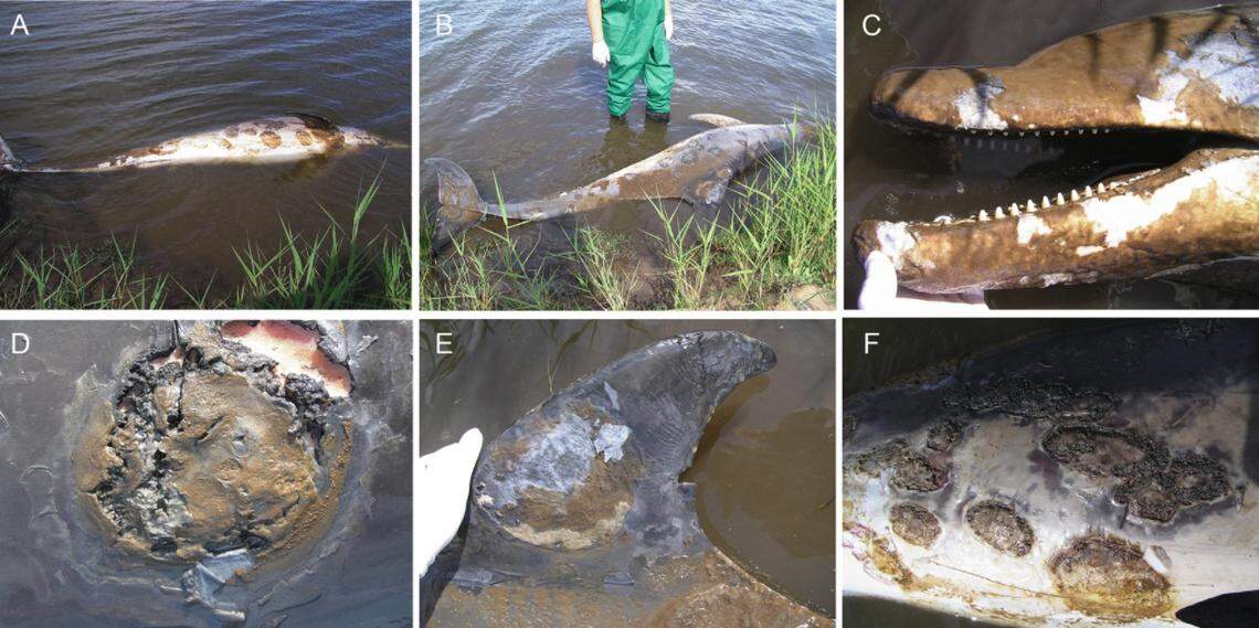The dolphins shows signs of skin lesions associated with a deadly skin disease known as ulcerative dermatitis tied to the increasing frequency and severity of storm systems that drastically decrease the salinity of coastal waters, causing fatal skin disease in dolphins worldwide.