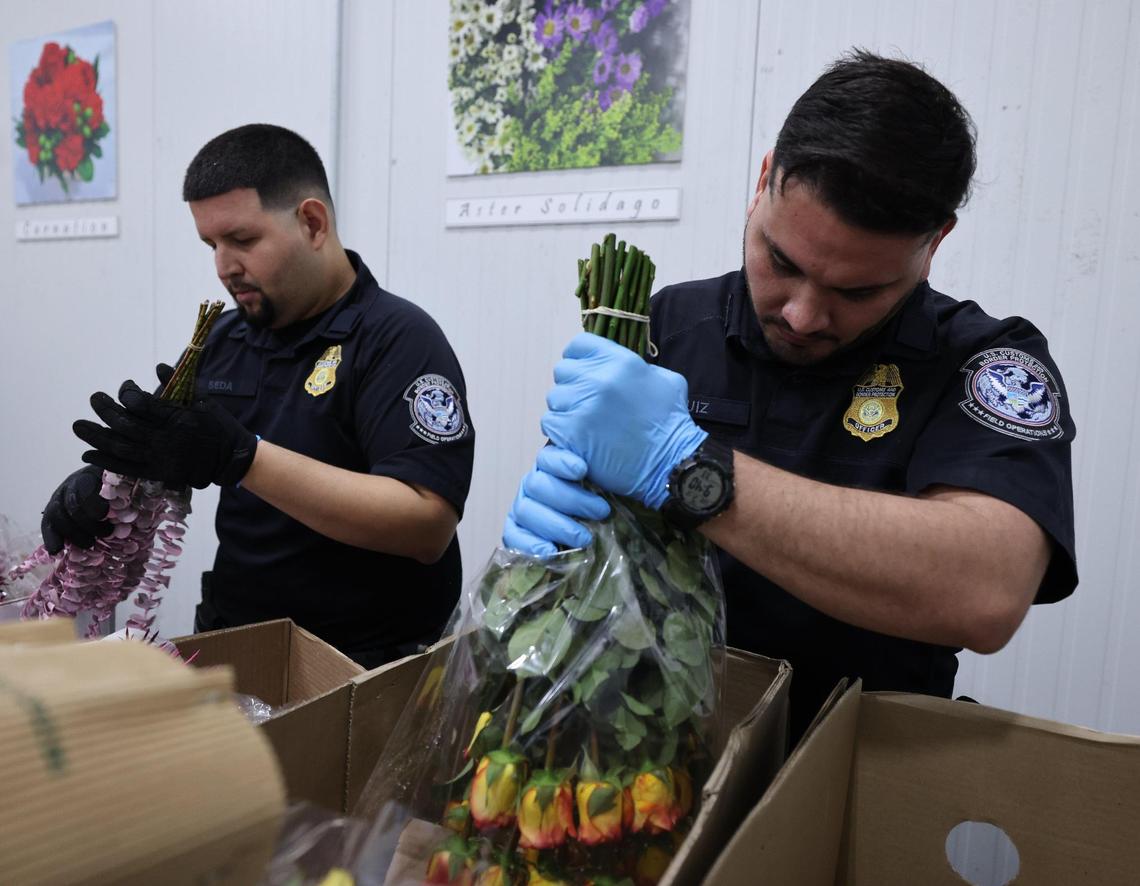 U.S. Customs Agricultural Specialists - Yeltsin Seda, left, and Christian Ruiz, right, closely inspect boxes of floral shipments as significant boxes of flowers from Colombia and Ecuador arrived at the FedEx Cargo Hub at Miami International Airport, as local florists and distributors prepare for Valentine’s Day on February 12, 2025. Notably, only 2% of the shipments are inspected by U.S. Customs Agricultural Specialists in order to ensure pest management and the quality of floral and plant shipments.