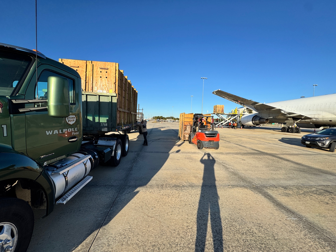 The mountain bongo antelopes being offloaded from the aborted charter flight that was slated to take them to Kenya on Feb. 7, 2026.