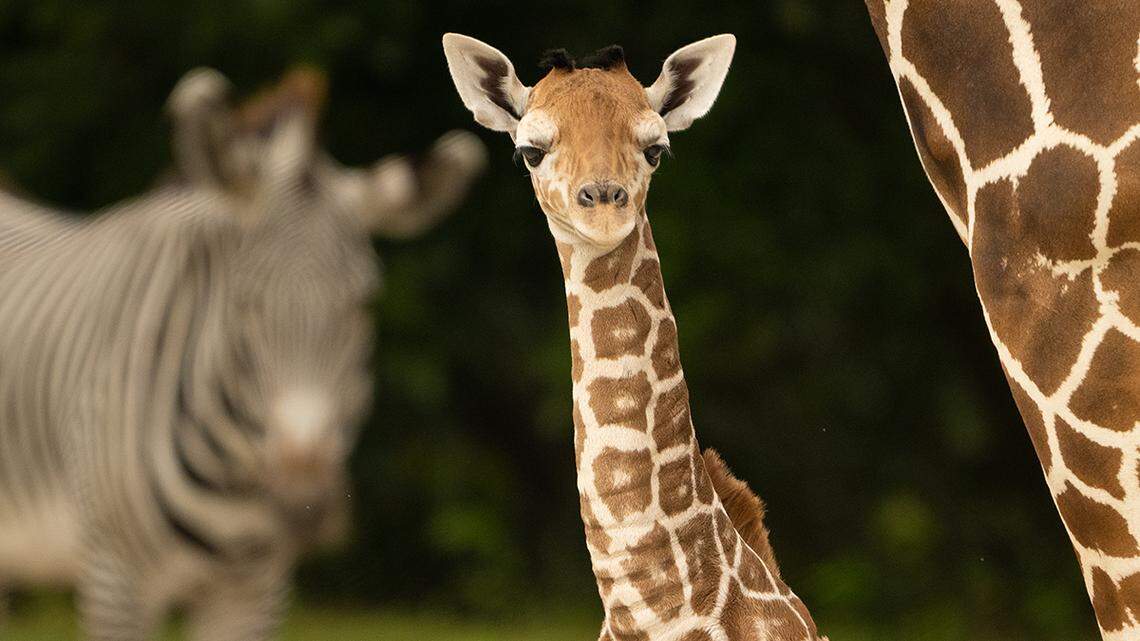 A juvenile giraffe stands in its enclosure at Zoo Miami in this undated photo. The three-month-old female was found dead Saturday morning, March 16, 2024, officials said.