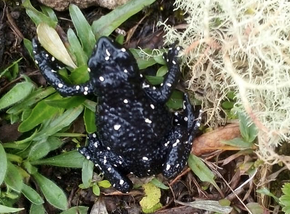 The park ranger snapped a photograph before the toad fled.