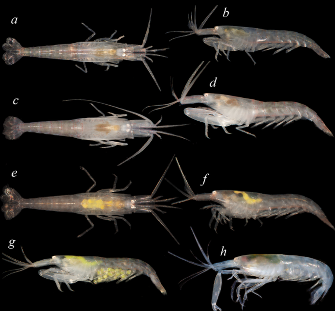 The second species from the Caribbean, L. degravei, is completely see-through but still holds those bright yellow eggs.