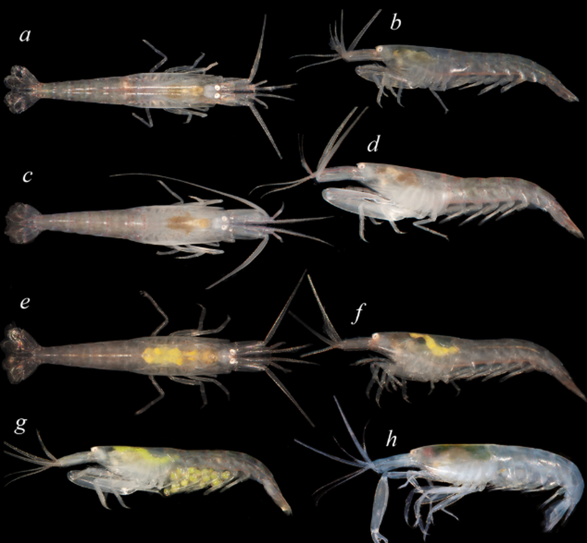 The second species from the Caribbean, L. degravei, is completely see-through but still holds those bright yellow eggs.